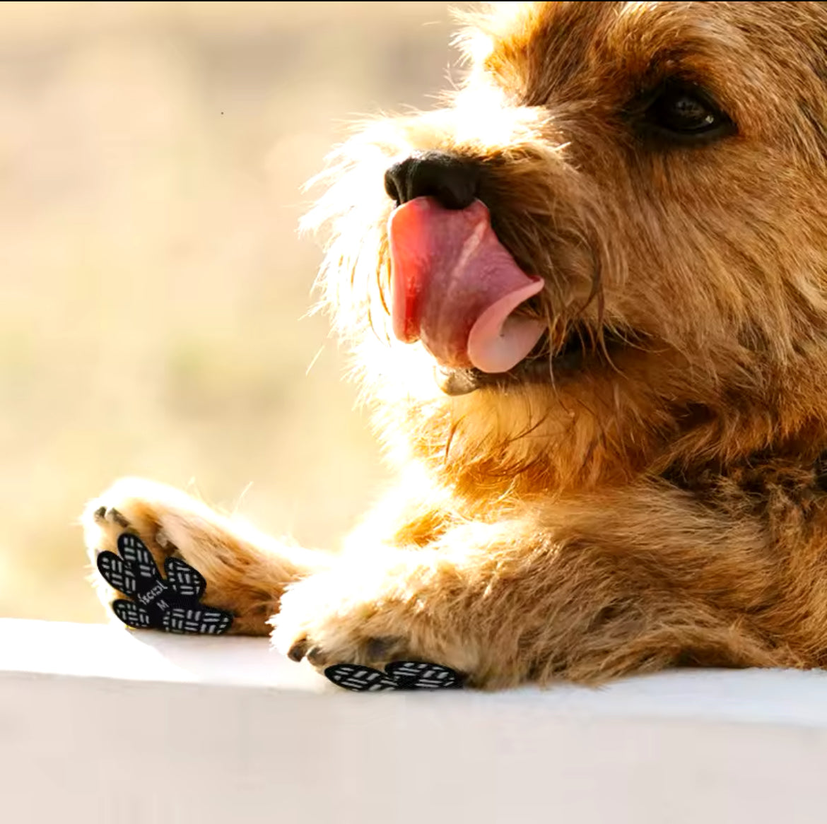 Anti Rutsch-Pads für Hunde-Sicherer Halt und Schutz für empfindliche Pfoten!